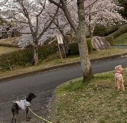 わんこと桜