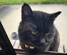 どちらの猫さん？