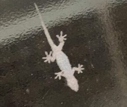 ヤモリさん