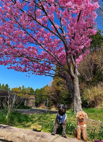 彼岸桜