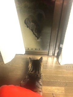 アライグマさん