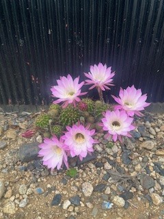 サボテンの花