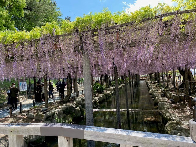 藤のお花見