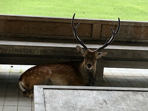 奈良公園