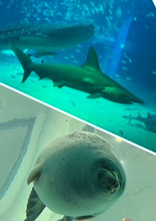 水族館
